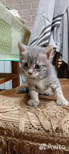 Котенок мальчик бесплатно