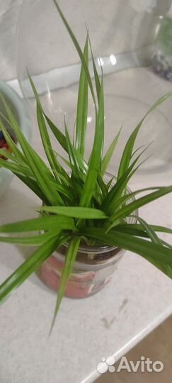 Комнатный цветок Панданус