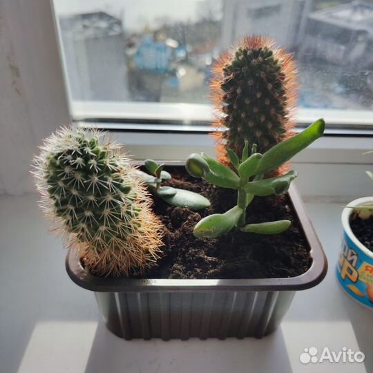 Кактусы и суккуленты