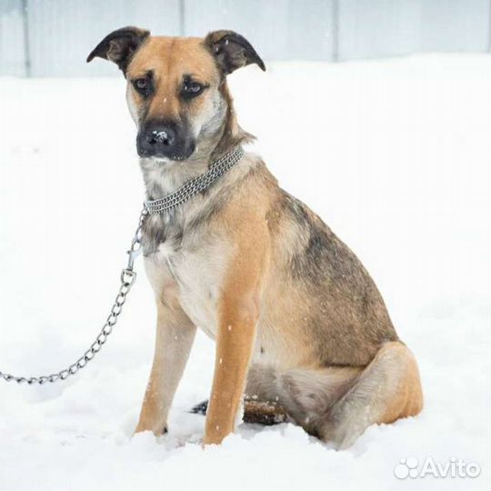 Мара в поисках дома хозяин отзовись