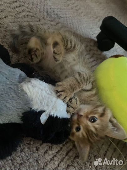 Британские котята