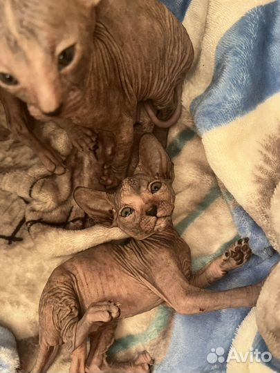 Донской сфинкс котята