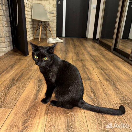 Кошка