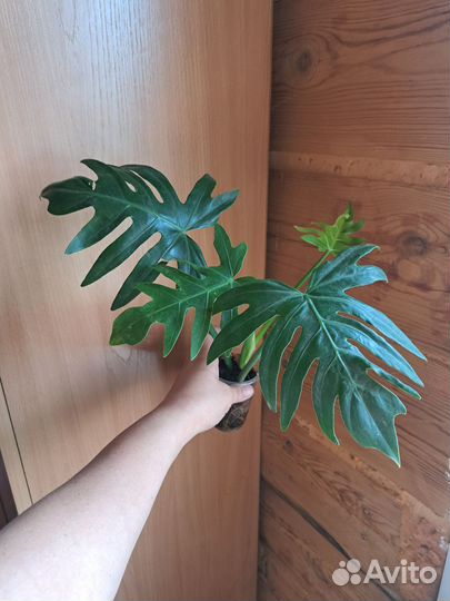 Филодендрон