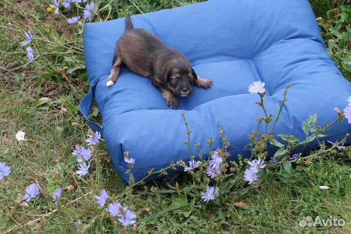 Щенки от Австралийской овчарки