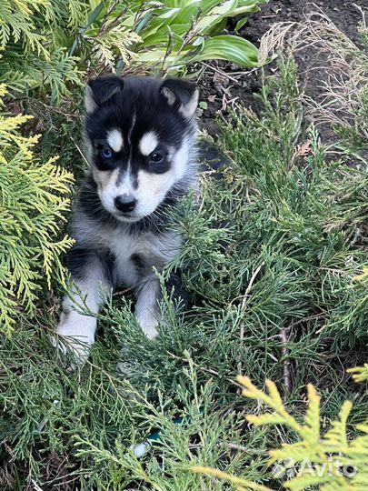 Щенки смесь Хаски