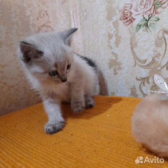Котятки в добрые руки