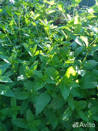 Мята садовая