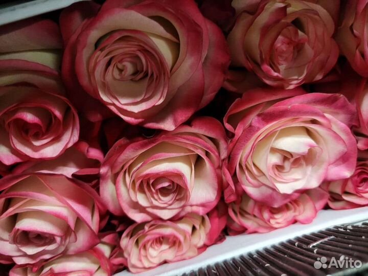 Роза эквадор 101 роза