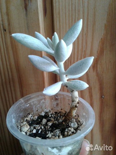 Кактусы и суккуленты