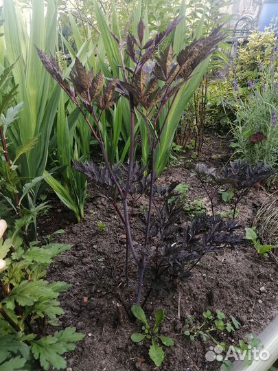 Цимицифуга / Актея Блэк Неглиже / Клопагон)