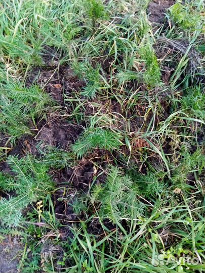 Зверобой, чага цикорий, брусника,мята и другие