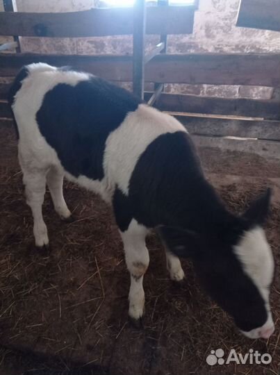 Продам телят