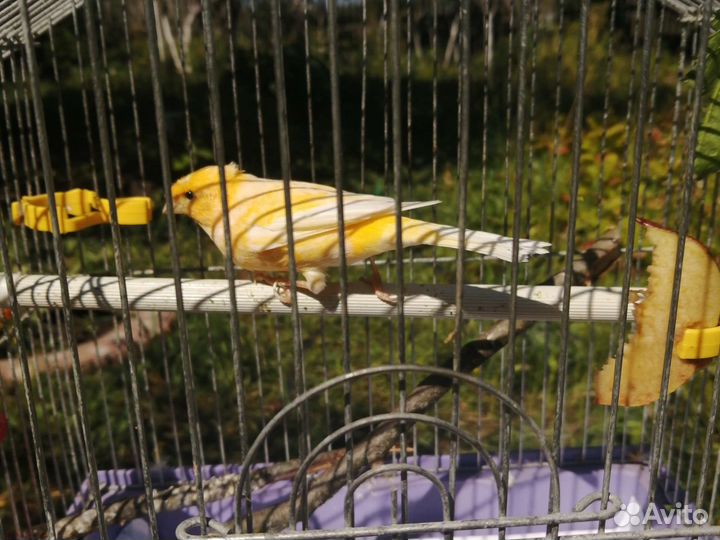 Кенара и канарейки