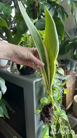 Комнатные растения цветы