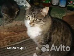 Котята