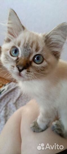 Тайская кошечка