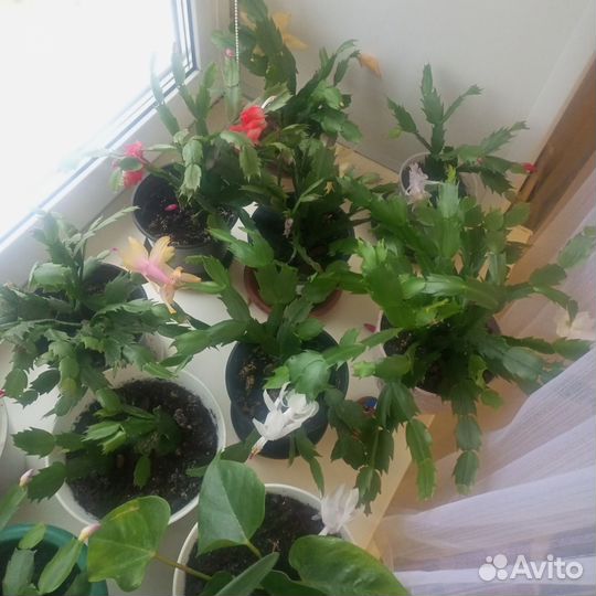 Комнатные цветы