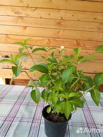 Гортензии метельчатые,крупнолистнные