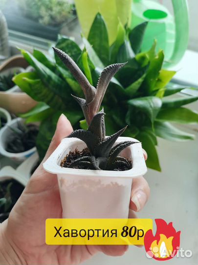 Гастерии и Хавортии