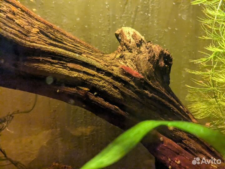 Аквариум с креветками