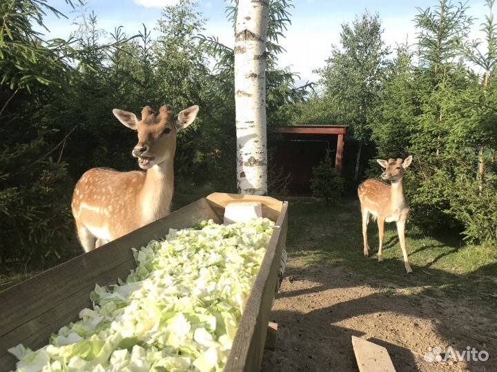 Европейская лань