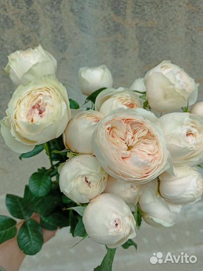 Кустовая пионовидная роза