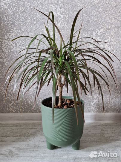 Пальма драцена