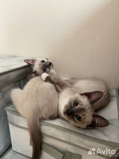 Передержка кошек