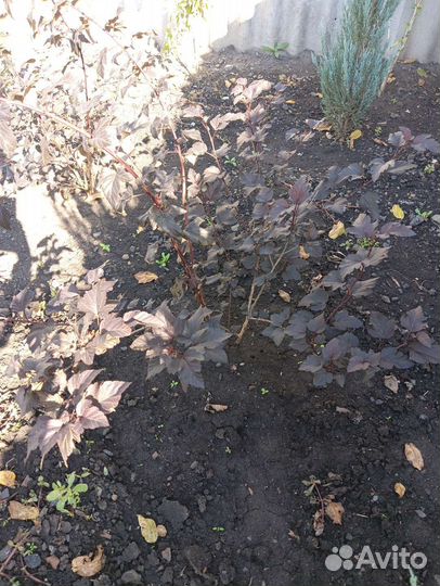 Юкка и много других декоративных растений