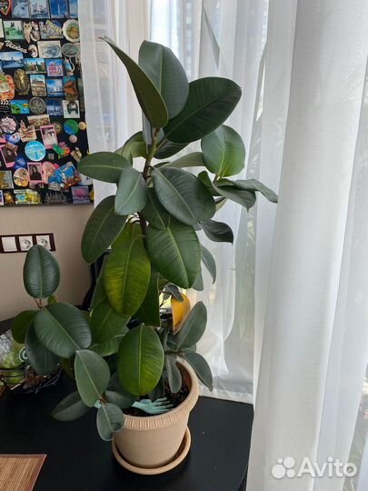 Комнатные растения