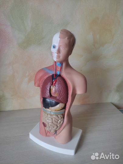 Анатомический медицинский манекен торса