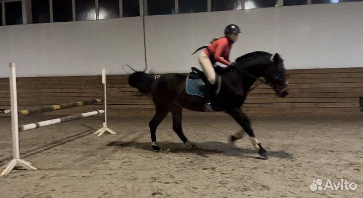 Леггинсы для верховой езды 46-48