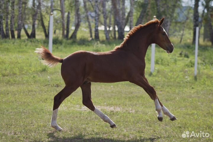 Пони,лошади,обмен
