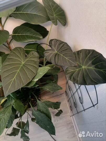 Клубни алоказий