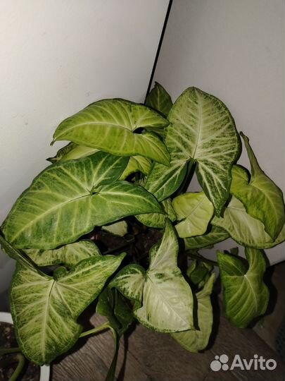 Горшечные растения