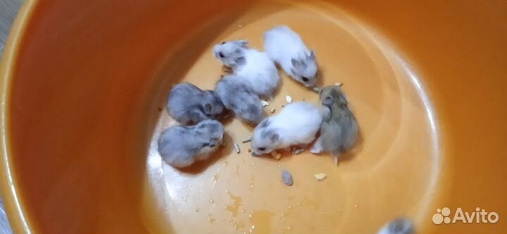 Сирийский хомяк продам