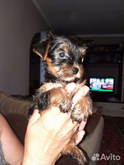 Йоркширский терьер