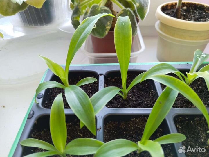 Хлорофитум оранж