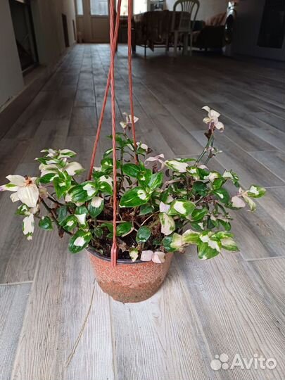 Домашние цветы