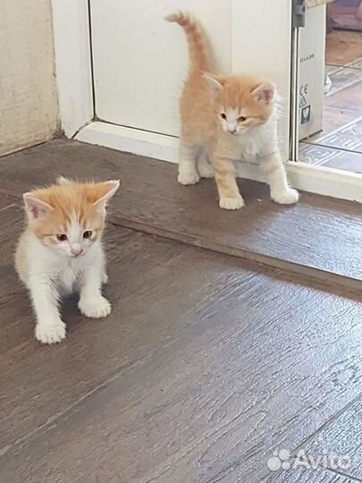 Котята ищут любящих хозяев