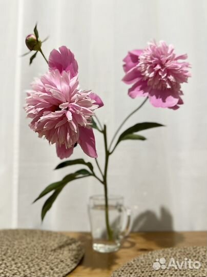 Большой куст пионов Evening Dream