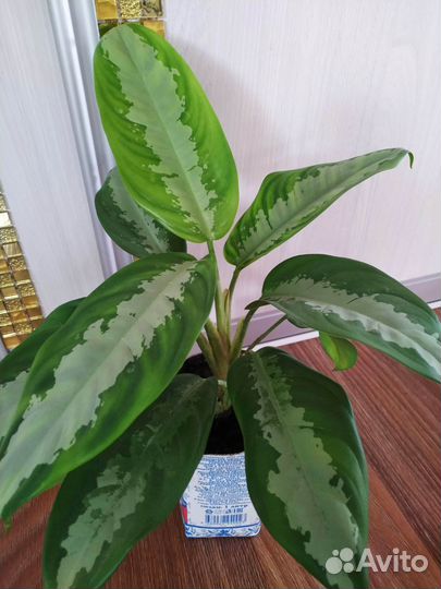 Аглаонемы, ктенанты