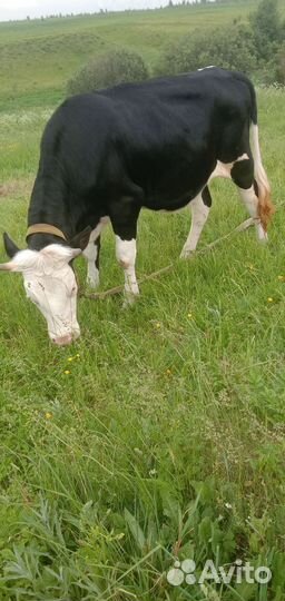 Телки и бычок