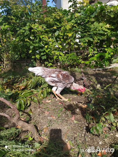 Бойцовые куры