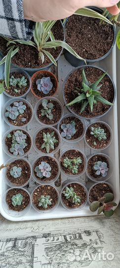 Суккуленты