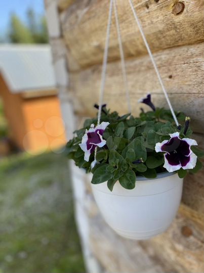 Дом 36 м² на участке 10 га