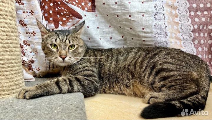 Шикарный тигренок Шейн молодой котик в добрые руки