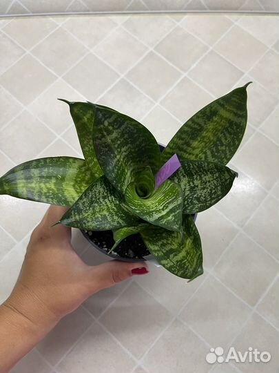 Сансевиерия ханни