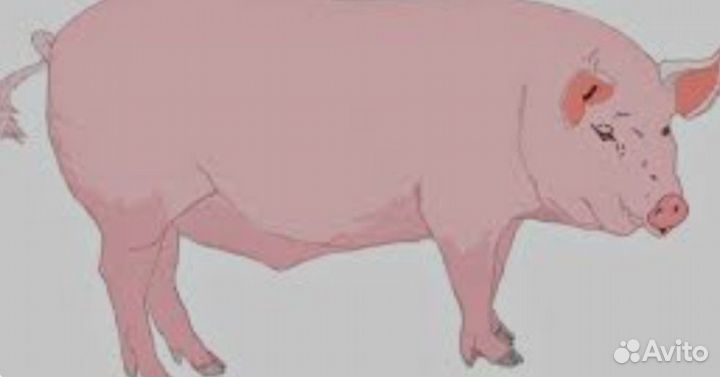 Свиноматка 200кг